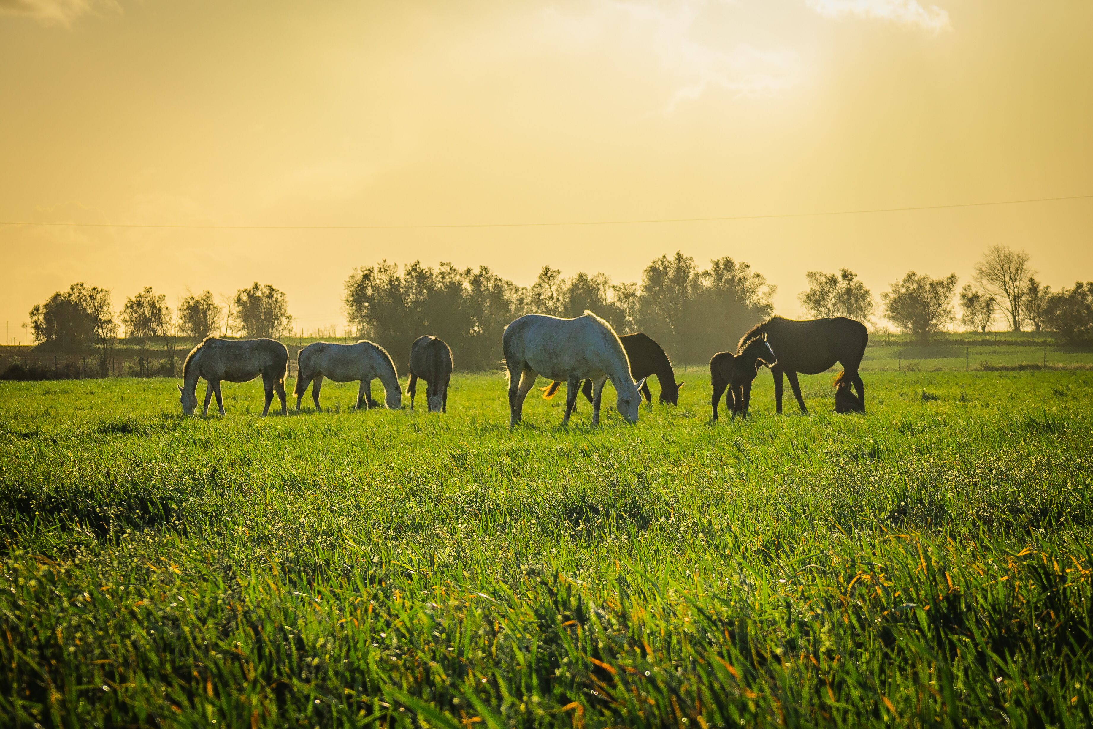 A field of horses grazing in a sunny pasture with trees in the background.