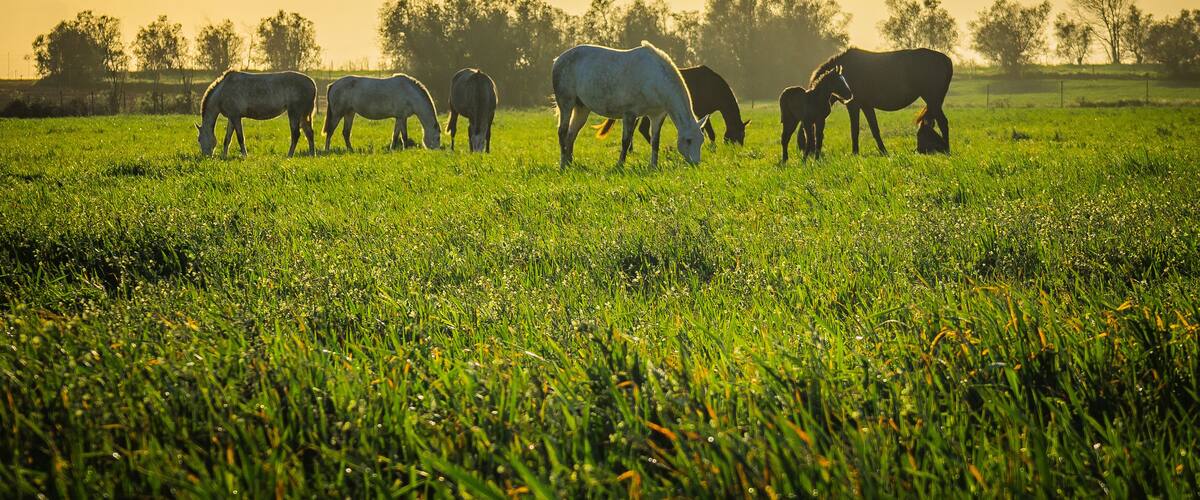 A field of horses grazing in a sunny pasture with trees in the background.