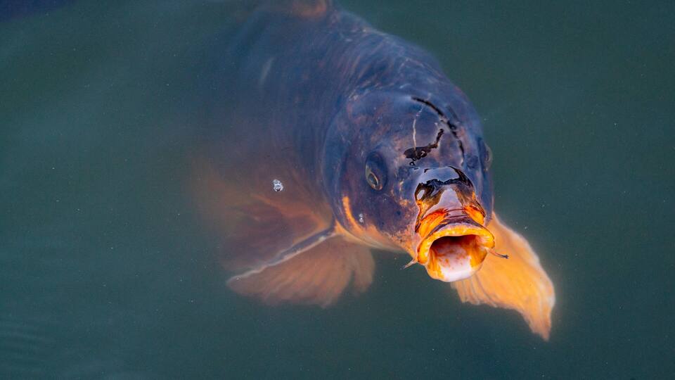 Ehime which includes marine life