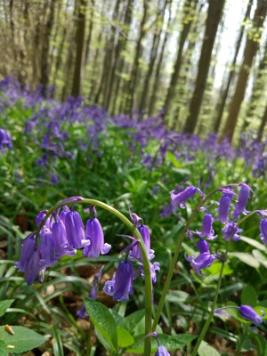 I'm so glad I made it back to the UK for #bluebell season 😍❤ Amazing sight & smell
