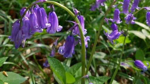 I'm so glad I made it back to the UK for #bluebell season 😍❤ Amazing sight & smell