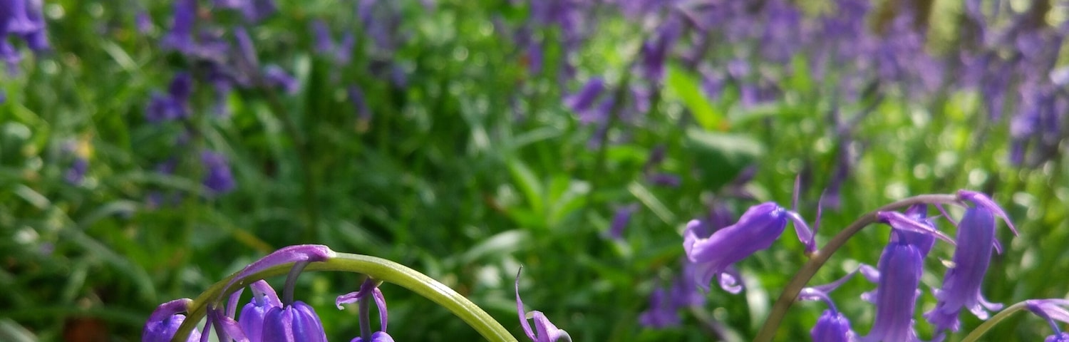 I'm so glad I made it back to the UK for #bluebell season 😍❤ Amazing sight & smell