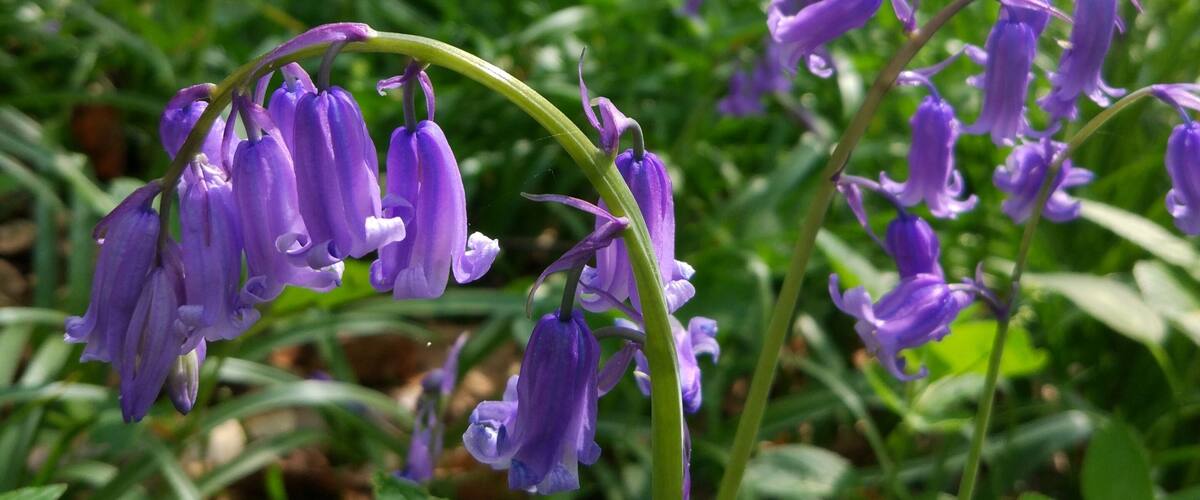 A forest with purple bell-shaped flowers.