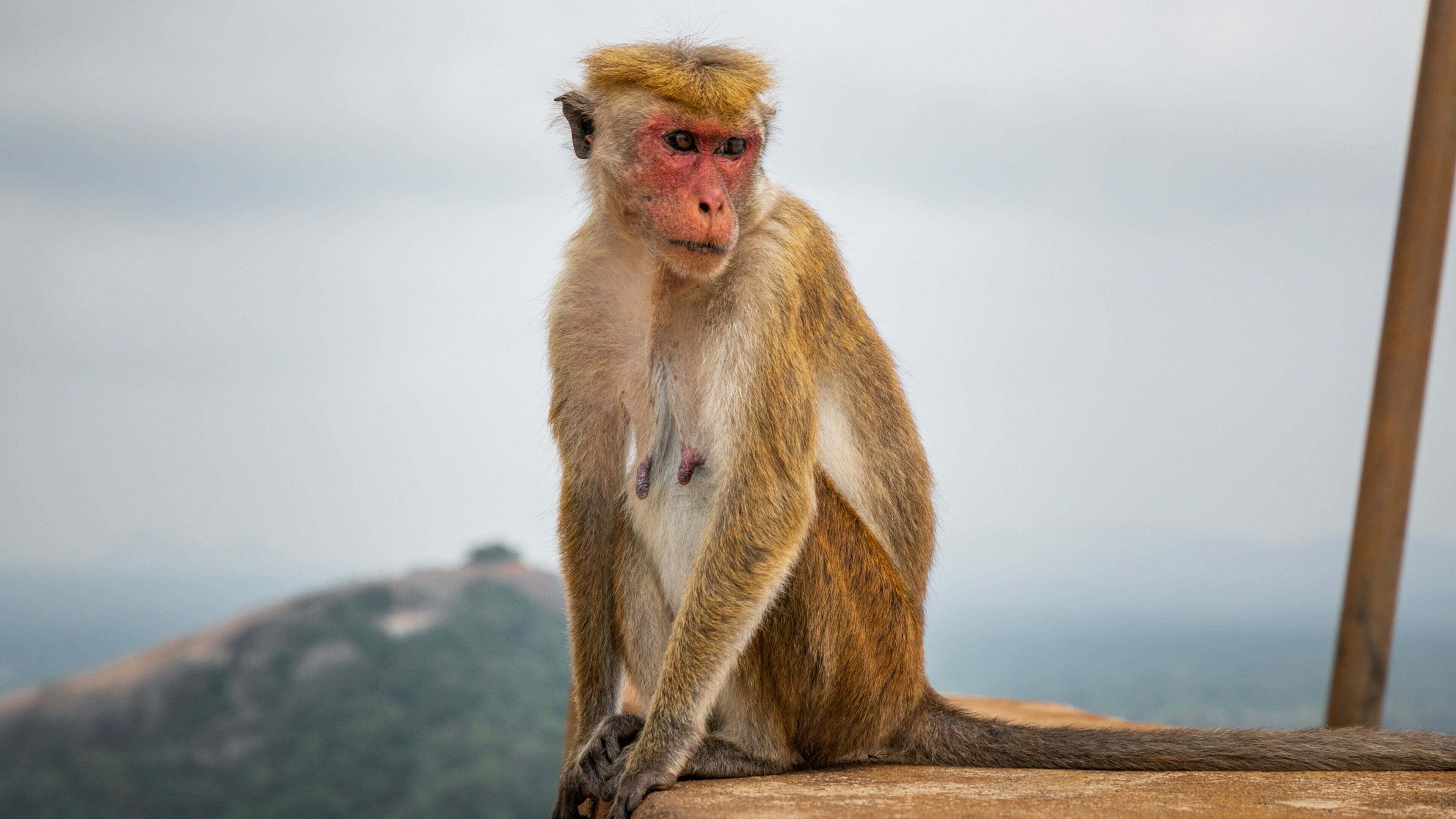 Sigiriya showing cuddly or friendly animals