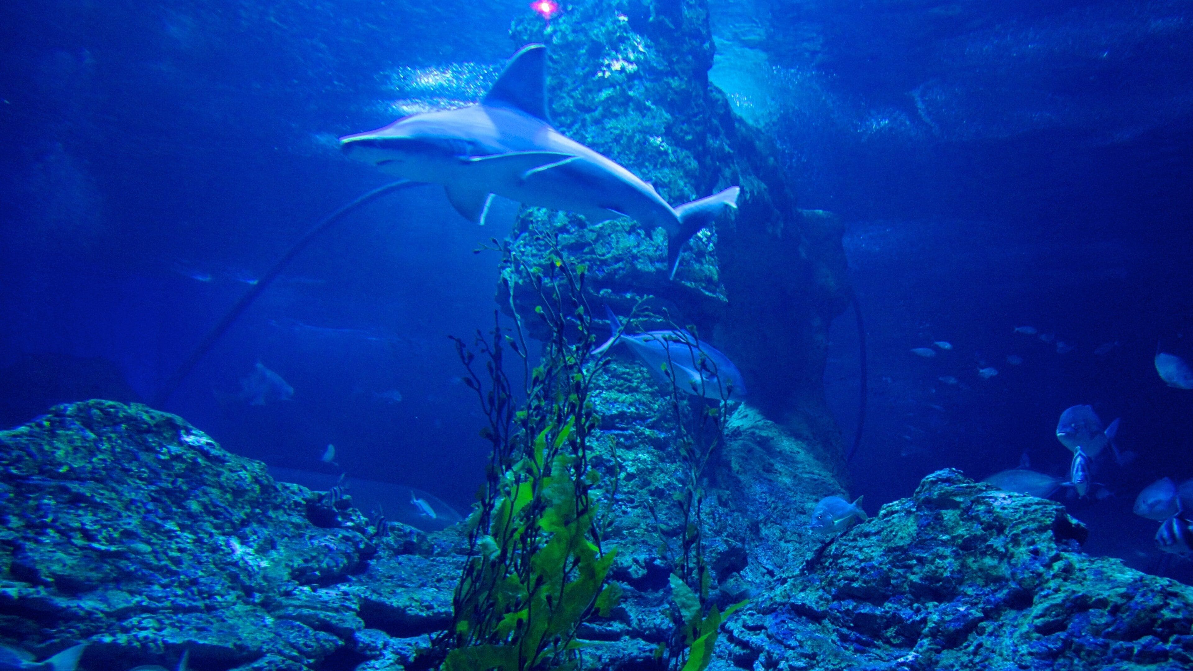 Aquarium of Western Australia featuring coral, marine life and animals