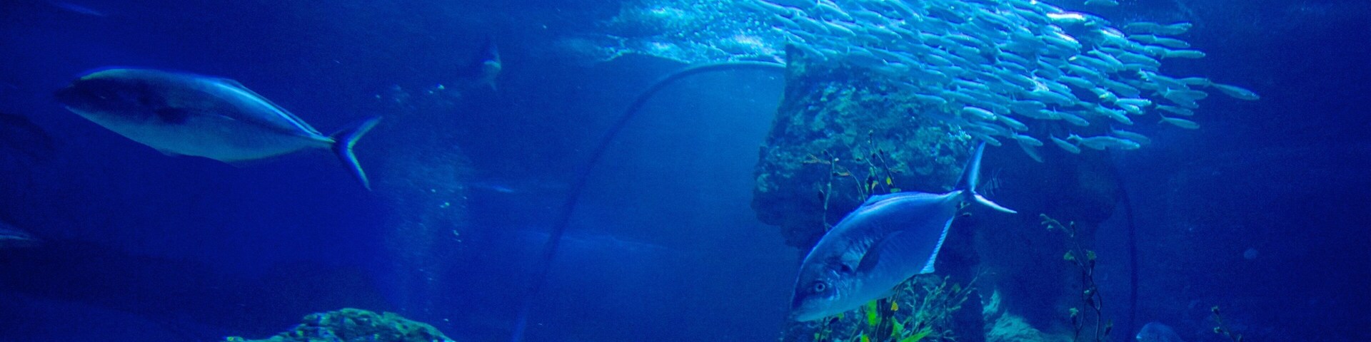 Aquarium of Western Australia caracterizando vida marinha