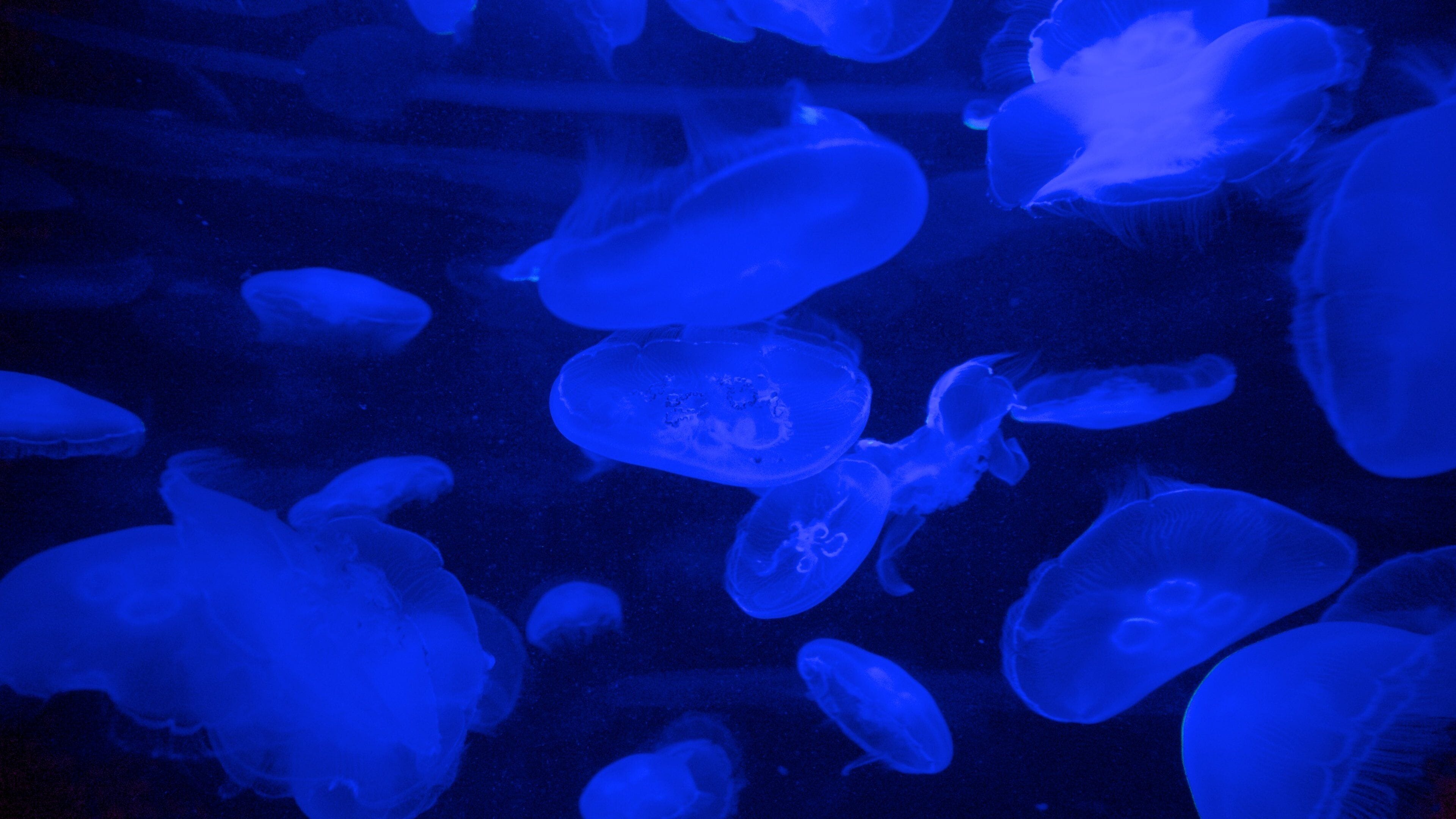 Aquarium of Western Australia which includes marine life