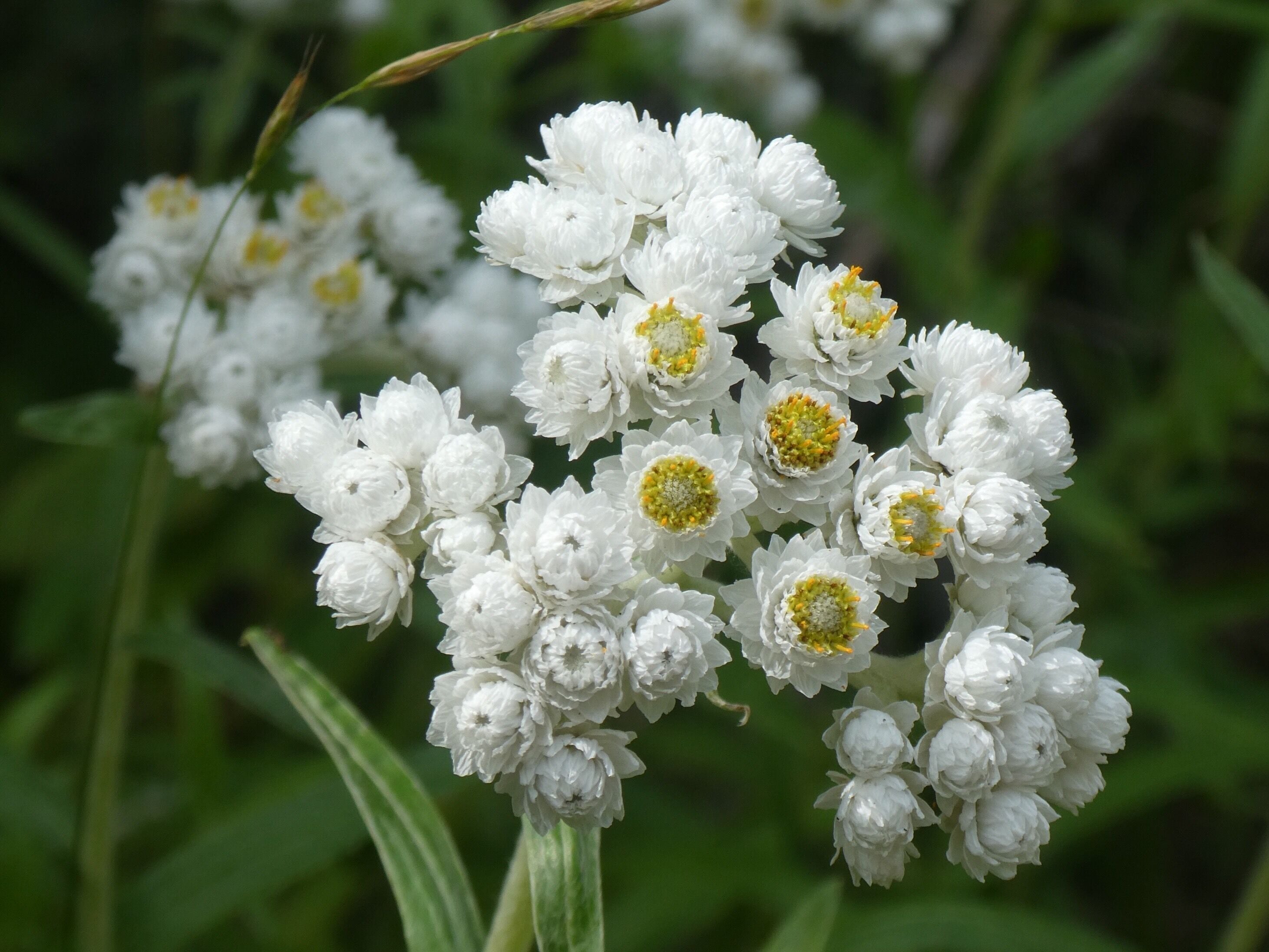 Beautiful wild flowers along the Hiawatha Trail in Wallace, Idaho. Simple and beautiful.