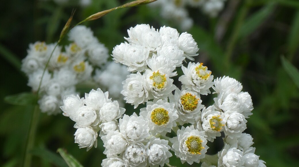 Beautiful wild flowers along the Hiawatha Trail in Wallace, Idaho. Simple and beautiful.