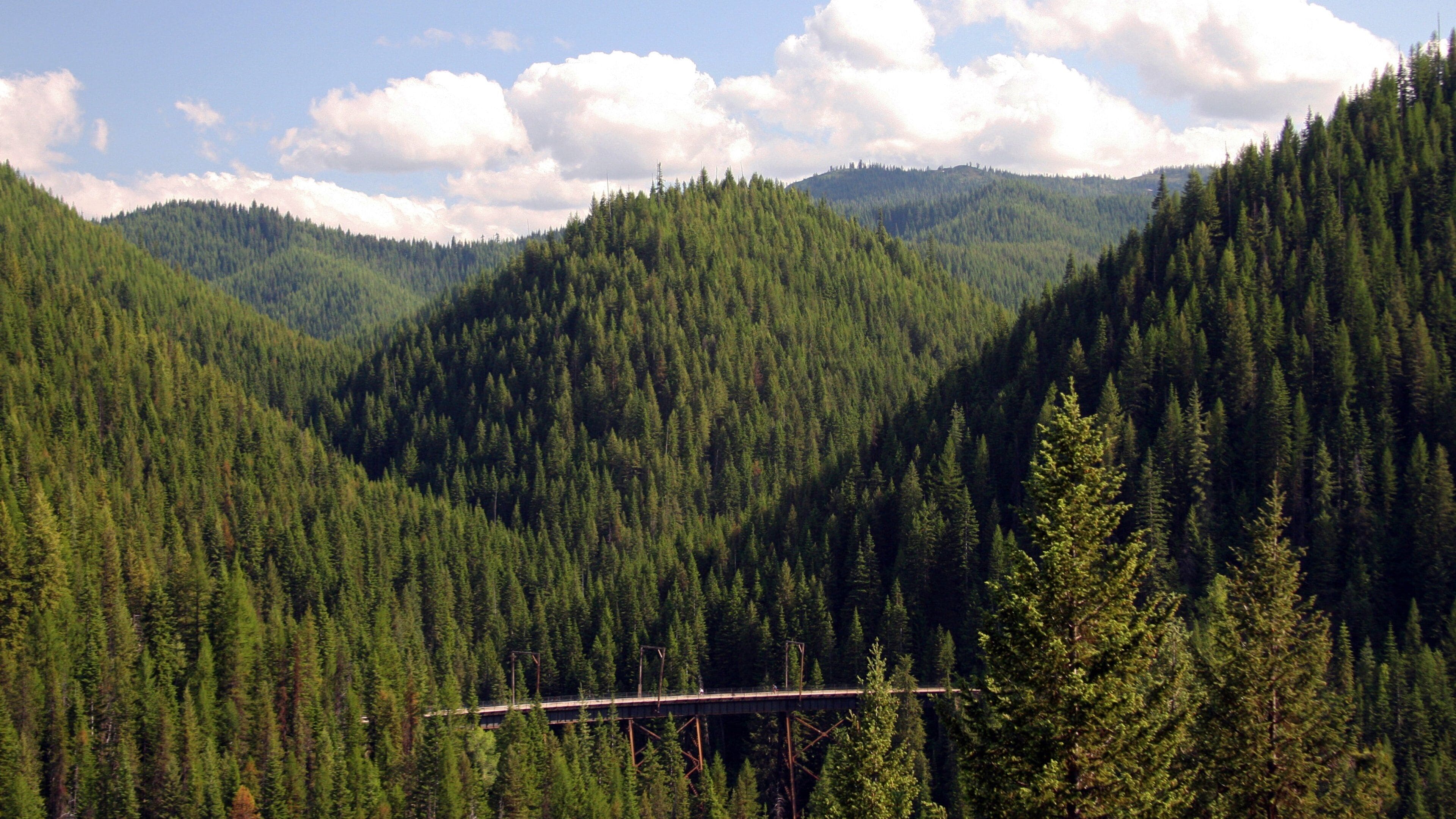 Wallace featuring forests and tranquil scenes