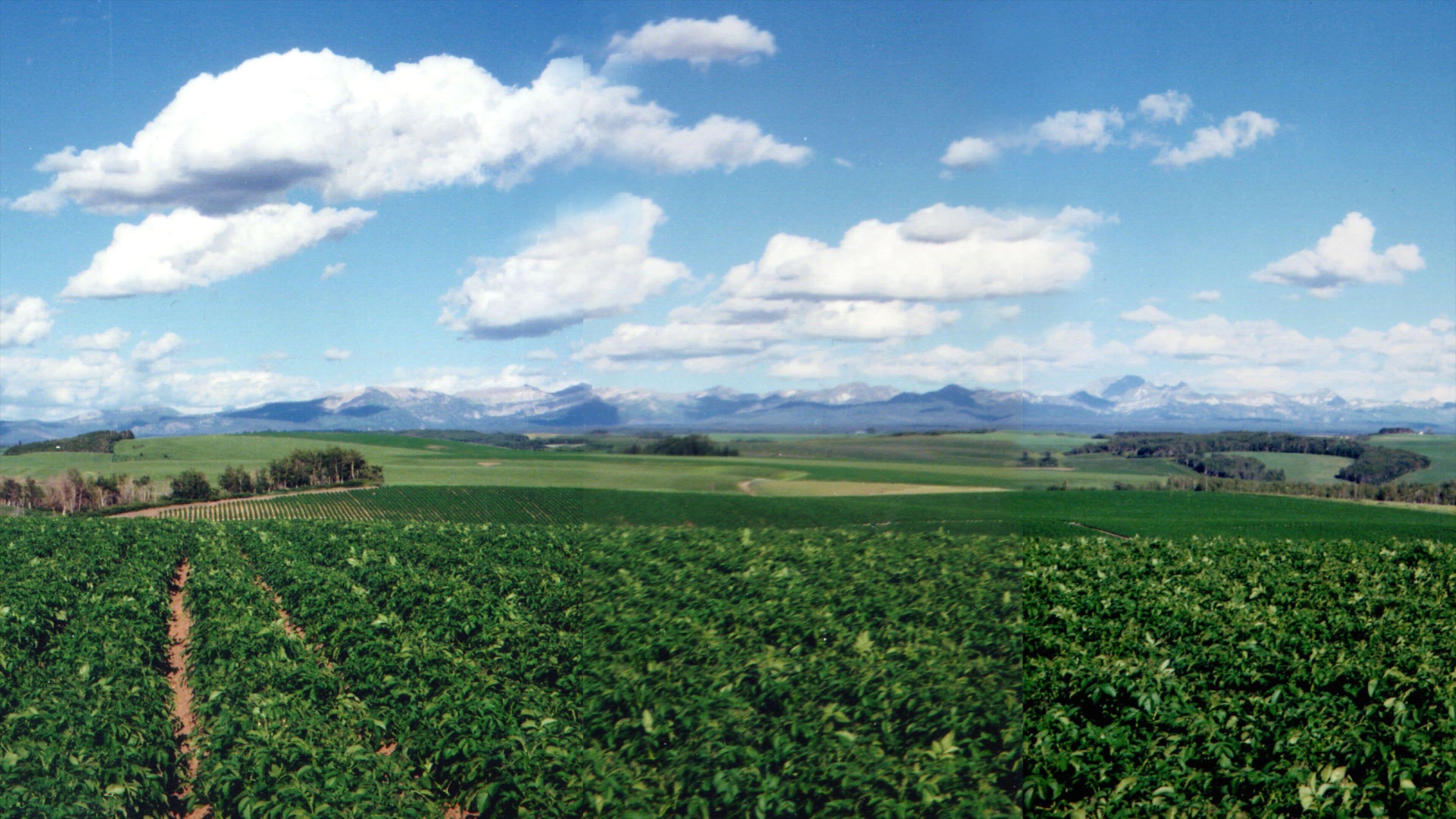 Rexburg showing tranquil scenes and farmland