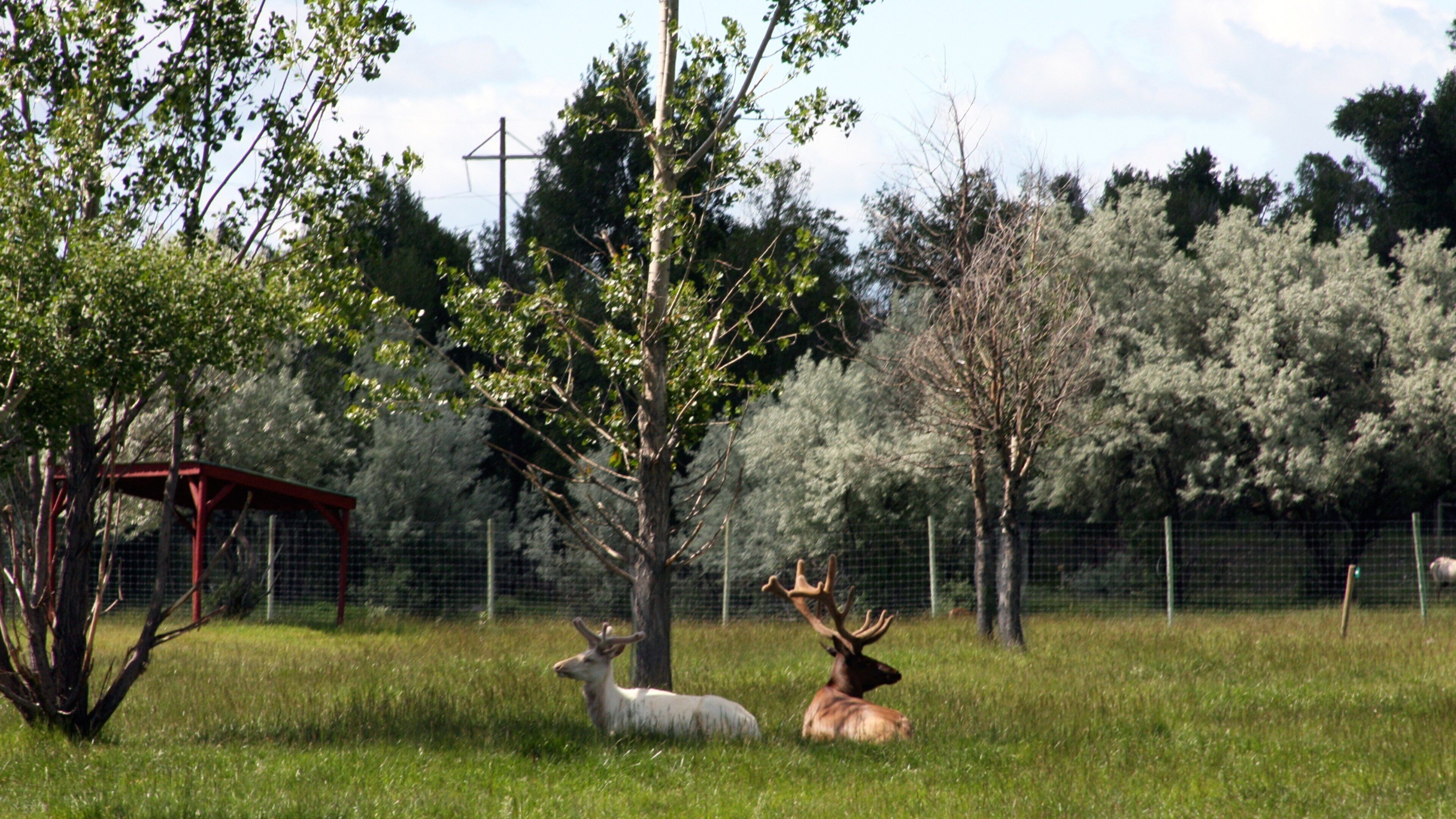 Rexburg som inkluderer dyrehagedyr og landdyr