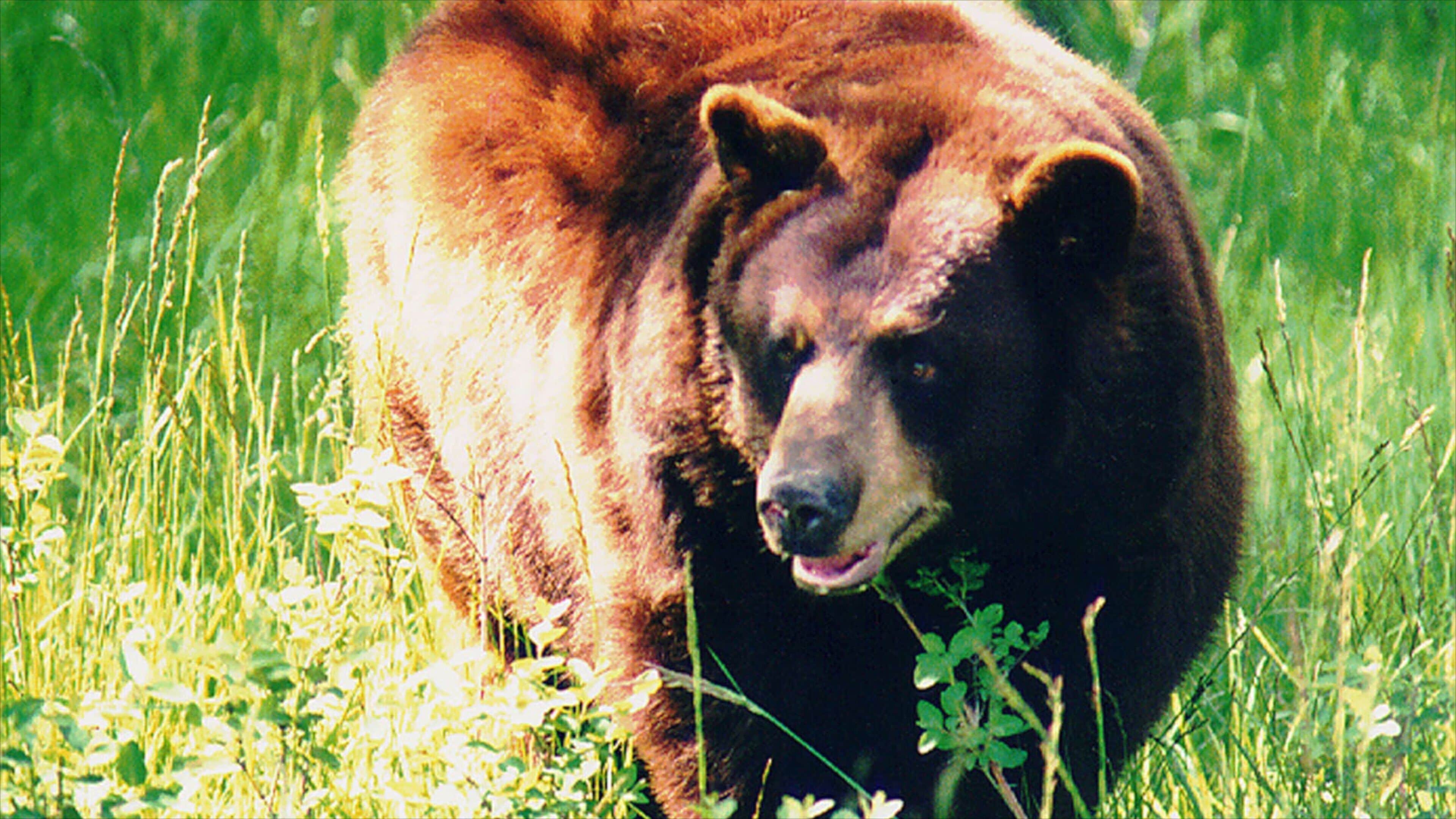 Rexburg showing dangerous animals, zoo animals and land animals