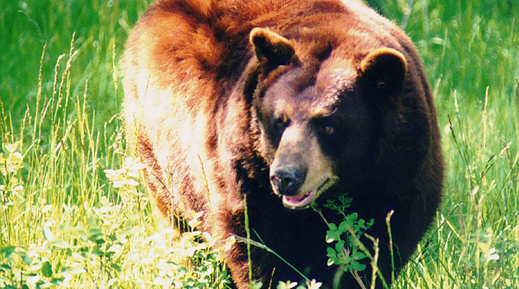 Rexburg showing dangerous animals, zoo animals and land animals