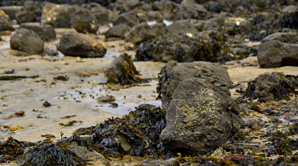 Not the best weather on Canvey Island was at that day but still some satisfactory photos done.