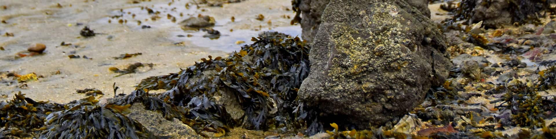 A rocky beach with seaweed and a wooden fence in the background.