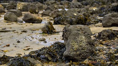 Not the best weather on Canvey Island was at that day but still some satisfactory photos done.