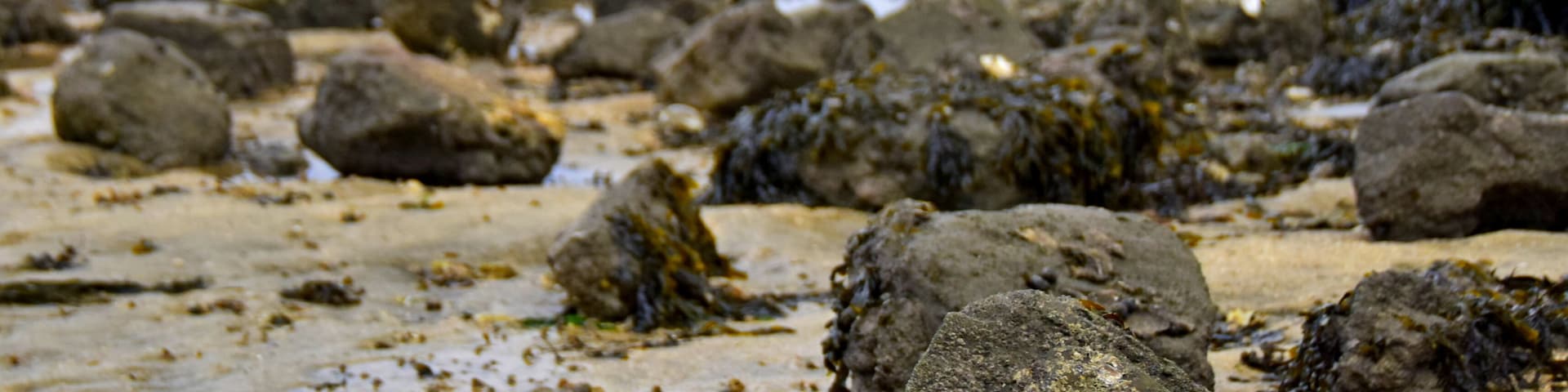 Not the best weather on Canvey Island was at that day but still some satisfactory photos done.