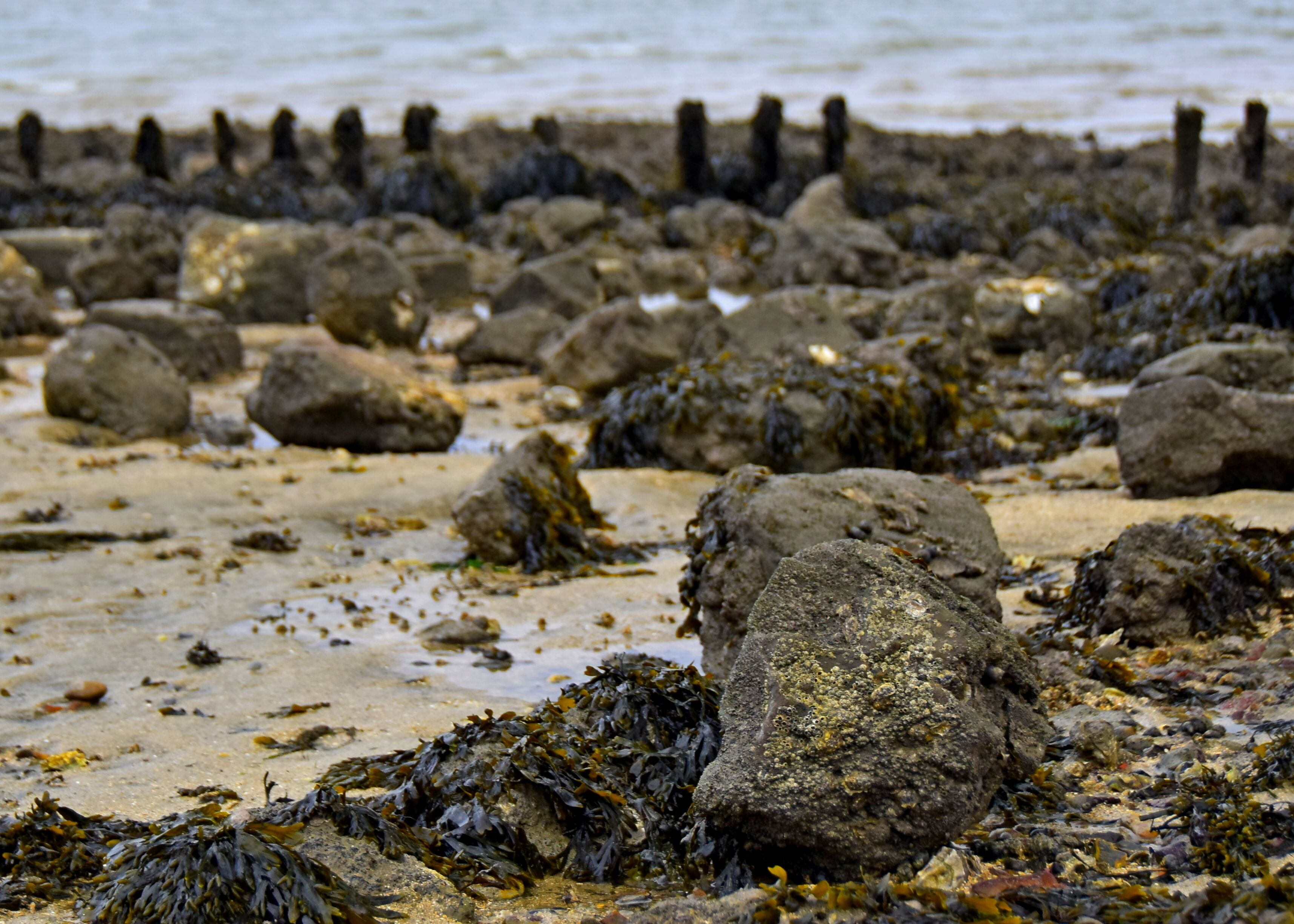 A rocky beach with seaweed and a wooden fence in the background.