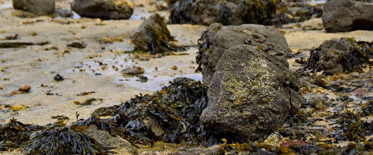 A rocky beach with seaweed and a wooden fence in the background.