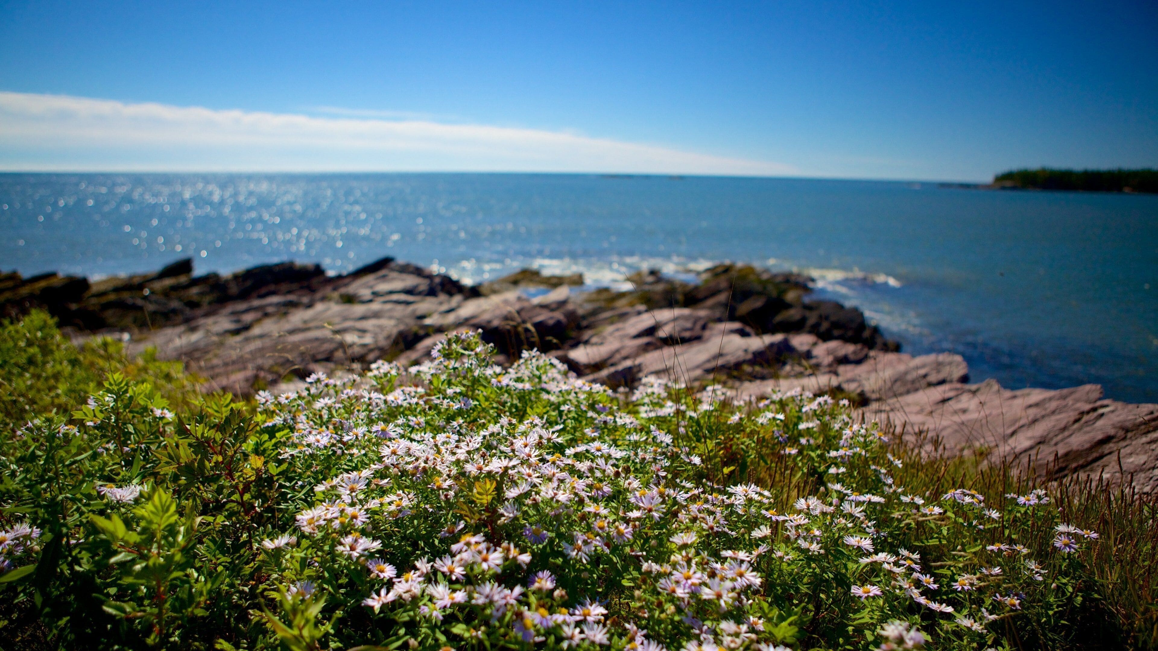 Chance Harbour featuring general coastal views and flowers