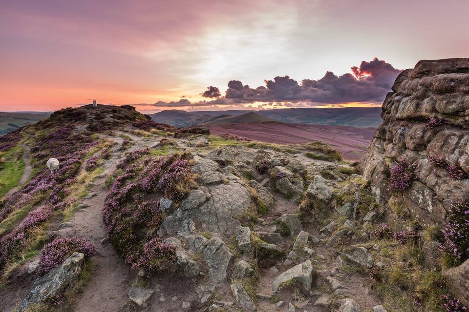 A rocky landscape with heather and sheep.