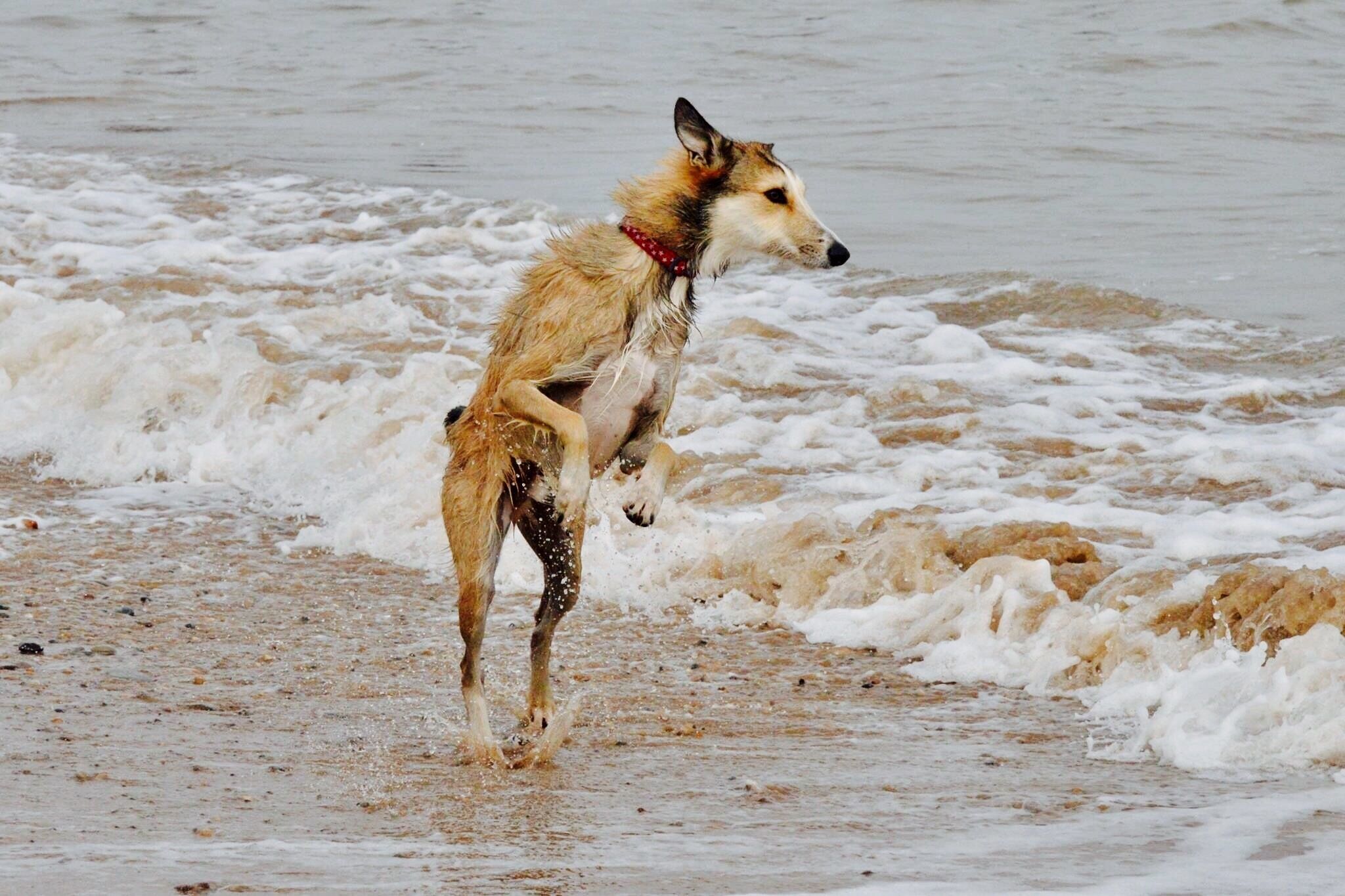Alfie's first time jumping waves #BeachBound