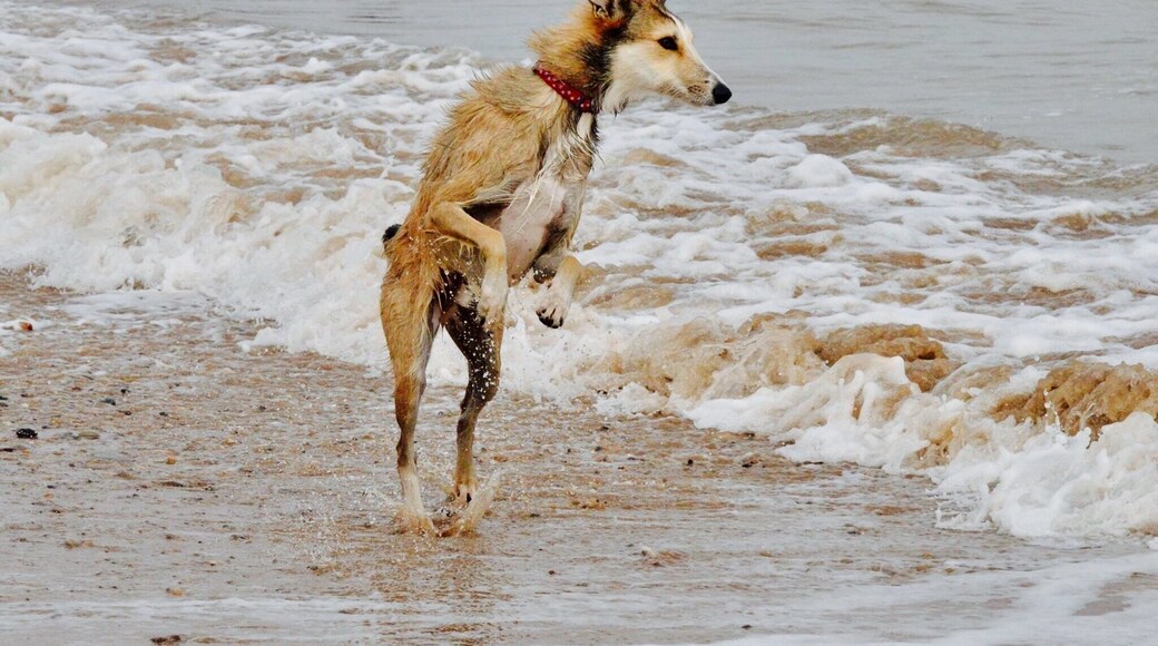 Alfie's first time jumping waves #BeachBound