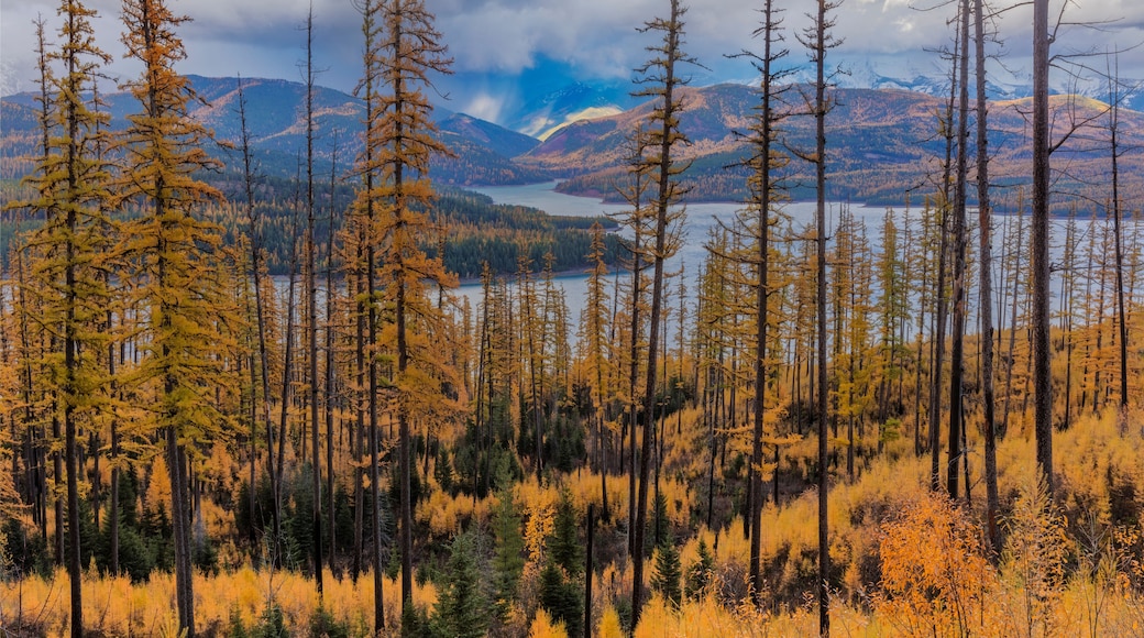 Stormy clouds in autumn tamarack forest above Hungry Horse Reservoir in the Flathead National Forest, Montana, USA