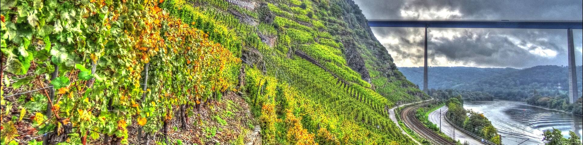 Winninger Uhlen, eindrĂŒckliche Riesling-Terrassenlage.