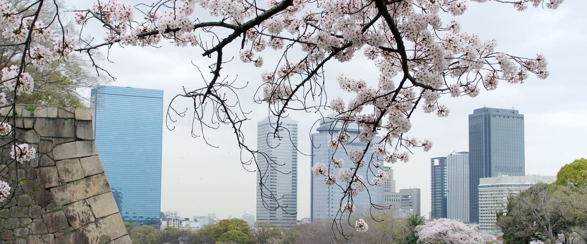 Osaka featuring a city, a river or creek and flowers