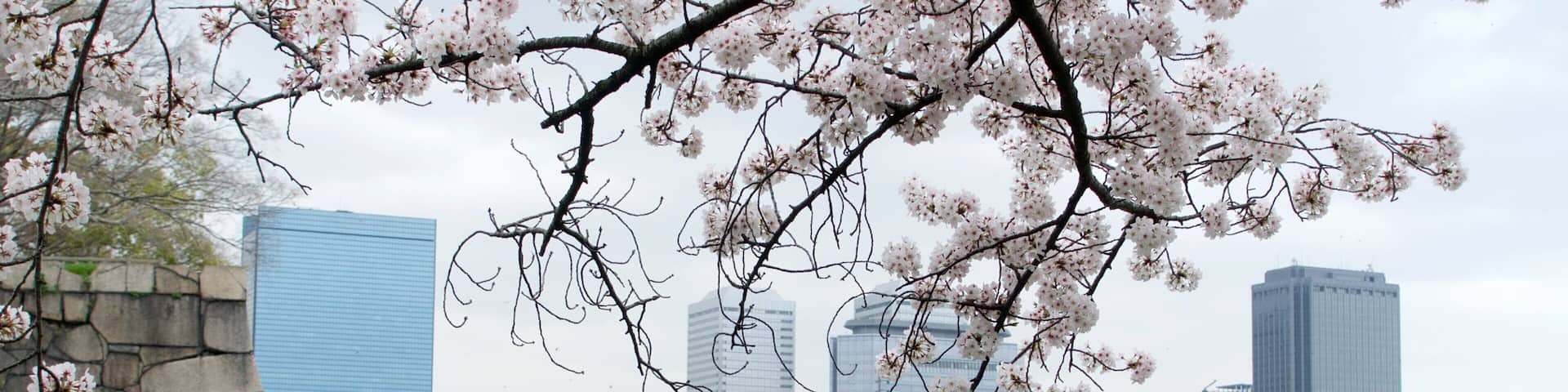 A river with cherry blossoms in a city park.