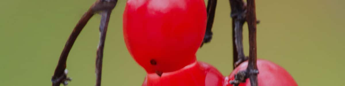 613-72 Cranberry Viburnum Drops