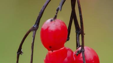 613-72 Cranberry Viburnum Drops