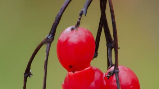 วอร์เรนส์