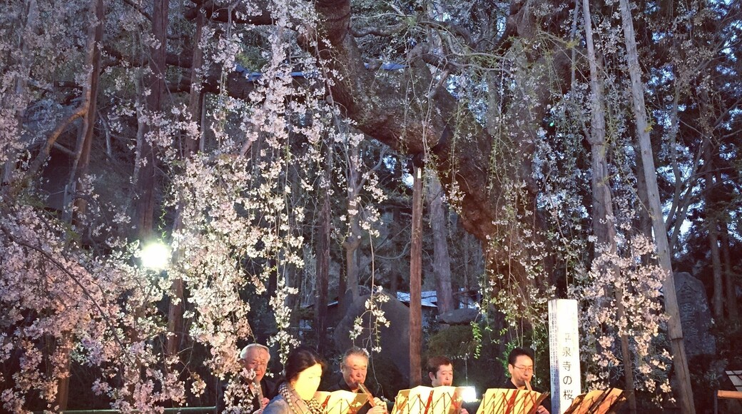 Koto concert at a shrine in Yamagata when the Sakura is in full bloom.