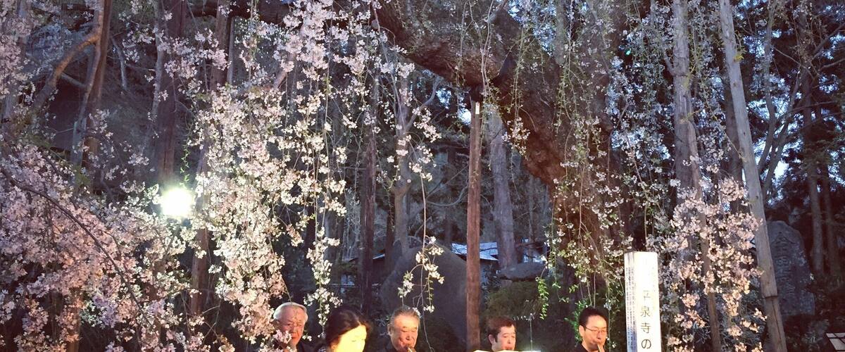 Koto concert at a shrine in Yamagata when the Sakura is in full bloom.