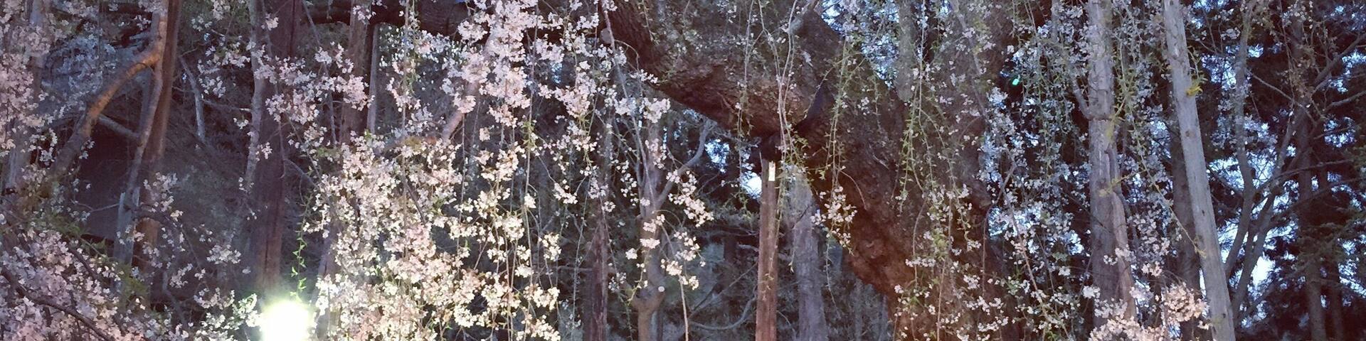 Koto concert at a shrine in Yamagata when the Sakura is in full bloom.
