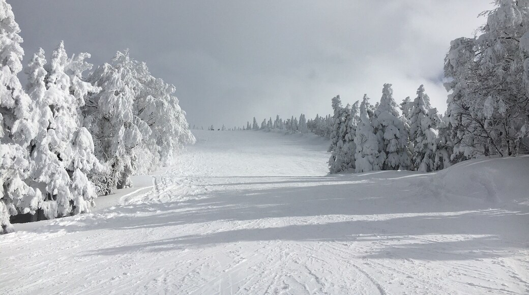 One of Zao mountains ski slopes where you can only hear the sound of silence!