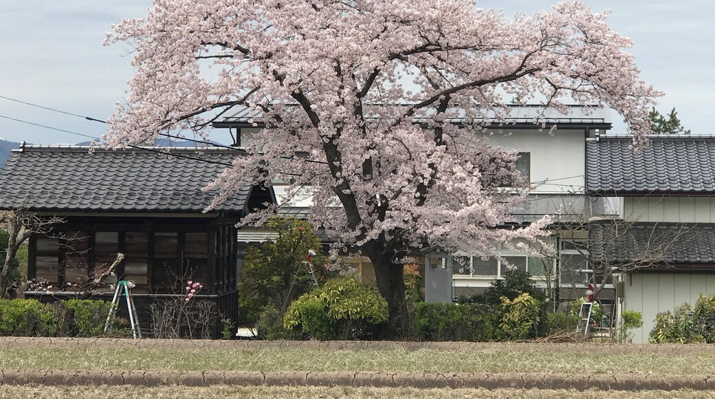 Sakura time in Yamagata Japan.