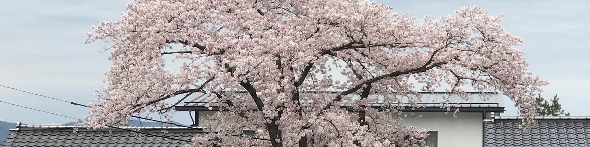 Sakura time in Yamagata Japan.
