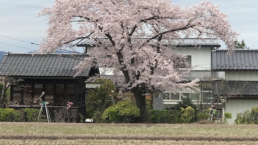Sakura time in Yamagata Japan.