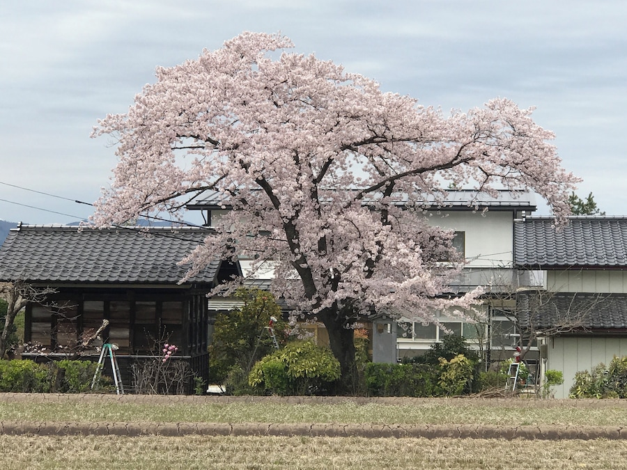 Sakura time in Yamagata Japan.