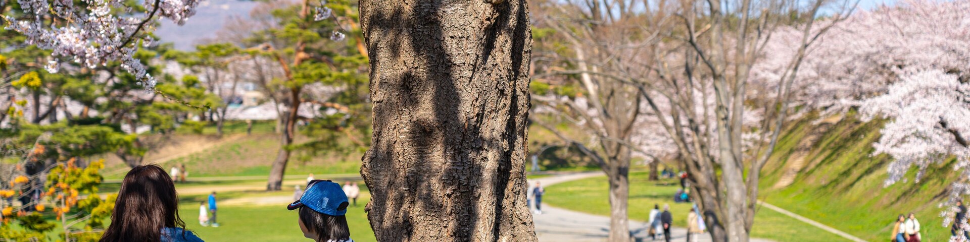 Un parque lleno de cerezos en flor, un árbol grande y gente sentada sobre una manta.
