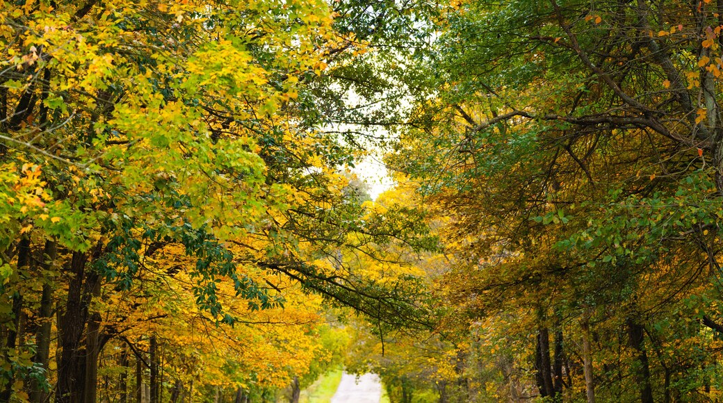 Back road through a tunnel of green and yellow trees in autumn in the Holmes County, Ohio countryside