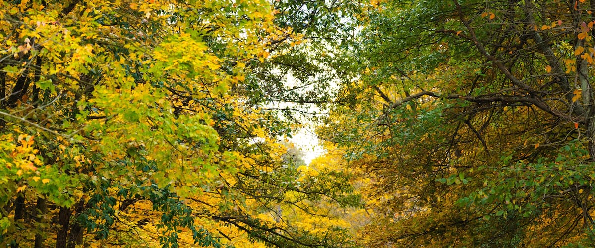Back road through a tunnel of green and yellow trees in autumn in the Holmes County, Ohio countryside