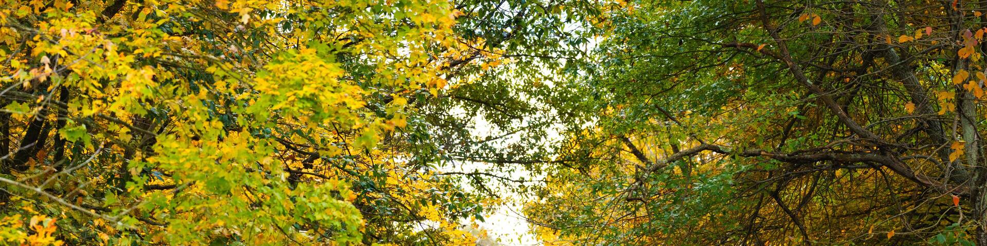 Back road through a tunnel of green and yellow trees in autumn in the Holmes County, Ohio countryside