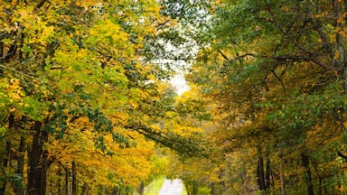 Back road through a tunnel of green and yellow trees in autumn in the Holmes County, Ohio countryside