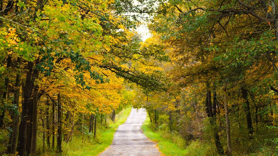 A paved road flanked by trees with yellow leaves, leading into a forest.