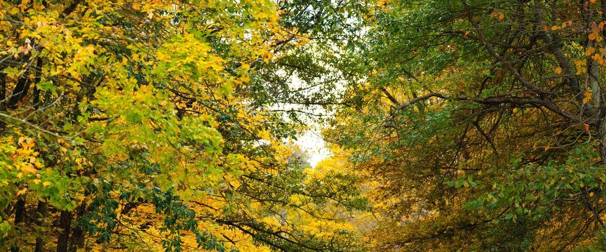 A paved road flanked by trees with yellow leaves, leading into a forest.